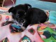 Chiots chihuahua a vendre 