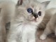 Chaton sacr&eacute; de brimanie disponible pour adoption 