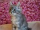 Dons chaton Maine coon disponible 