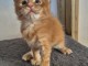 chaton Maine coon roux 
