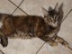 Chaton Maine coon femelle 