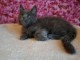 B&eacute;b&eacute; chaton Maine coon femelle 