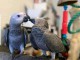 Annonces perroquet gris du Gabon coupl&eacute; disponible 