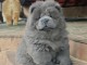 Chiots chow-chow disponible pour adoption 