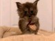 Chaton Maine coon adorable femelle 