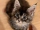 Je donne chaton Maine coon disponible 
