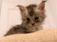 Chaton Maine coon a donner 