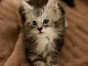 Magnifique chaton Maine coon a adopter 