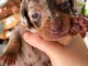 Magnifique chiots teckels arlequin &agrave; c&eacute;d&eacute; 