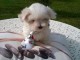 Je donne chiots Bichon maltais disponible 