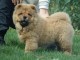 Je donne chiots chow-chow LOF 