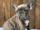 Adorable chiots bouledogue fran&ccedil;ais &agrave; vendre &agrave; prix raisonnable 