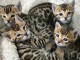 Port&eacute;e chaton bengal &agrave; adopter 