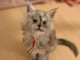 Chaton Maine coon disponible pour adoption 