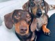 Chiots teckels a vendre 