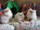 Annonces chaton persan disponible pour adoption 