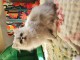 Adorable chaton persan femelle &agrave; donner 
