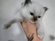 Dons b&eacute;b&eacute; chatons ragdoll femelle 