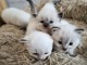 Magnifique chaton ragdoll disponible 