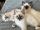 Je donne chaton sacr&eacute; de brimanie m&acirc;le et femelle 