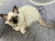 Chaton sacr&eacute; de brimanie m&acirc;le a donner 