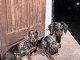 Dons chiots teckels disponible 