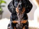 Chiots teckels &agrave; adopter ag&eacute;s de 3 mois 