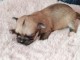 Chiots chihuahua femelle a donner 