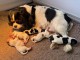 Chiots cavalier King Charles disponible 