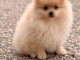 Magnifique chiots Spitz nain Pom&eacute;ranien a c&eacute;d&eacute; 