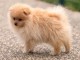 Chiot spitz nain femelle disponible 