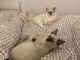 Je donne deux chatons ragdoll 