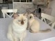 Adorable chaton ragdoll disponible 