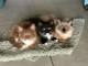 Je donne chaton ragdoll 