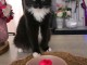 Chatons noir disponible pour adoption 