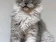 Chaton Maine coon bleu marine 