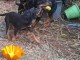 Je donne chiots rottweiler 