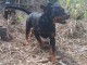 Chiots rottweiler pour adoption 
