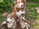 Dons chiots berger australien disponible 