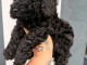 Dons chiots caniche disponible m&acirc;le 