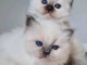 Deux chatons sacr&eacute; de brimanie disponible int&eacute;ress&eacute; veuillez me c
