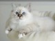 Chaton sacr&eacute; de brimanie disponible 