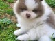 Chiots spitz nain m&acirc;le disponible 