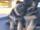 Je donne chiots berger allemand disponible 