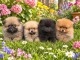 Adoption chiots spitz nain disponible 