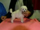 Chiots caniche disponible m&acirc;le 