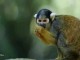 B&eacute;b&eacute; singe capucin disponible m&acirc;le 