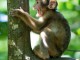 Adorable singe capucin a place 