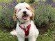 Magnifique chiots cockapoo femelle 