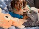 Je donne chiots teckels nain femelle 